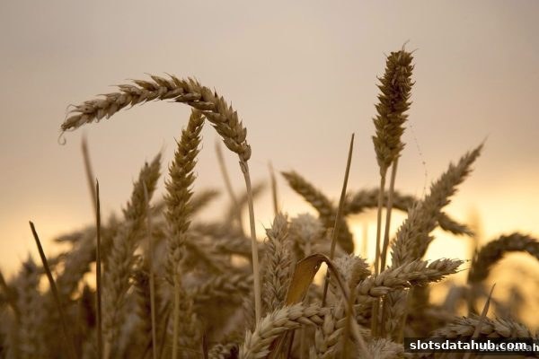 电子游戏平台老用户忠诚计划：菲律宾牌照如何护航你的极速赛车之旅？